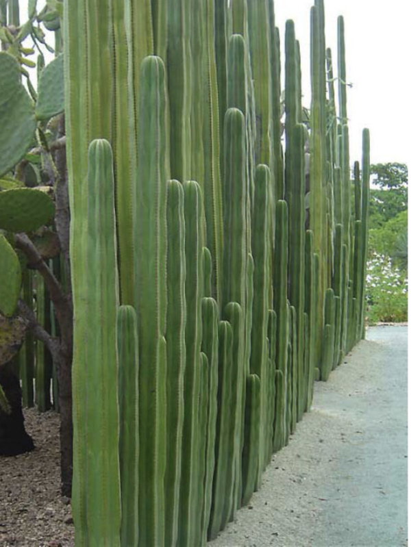 Mexican Fence Post